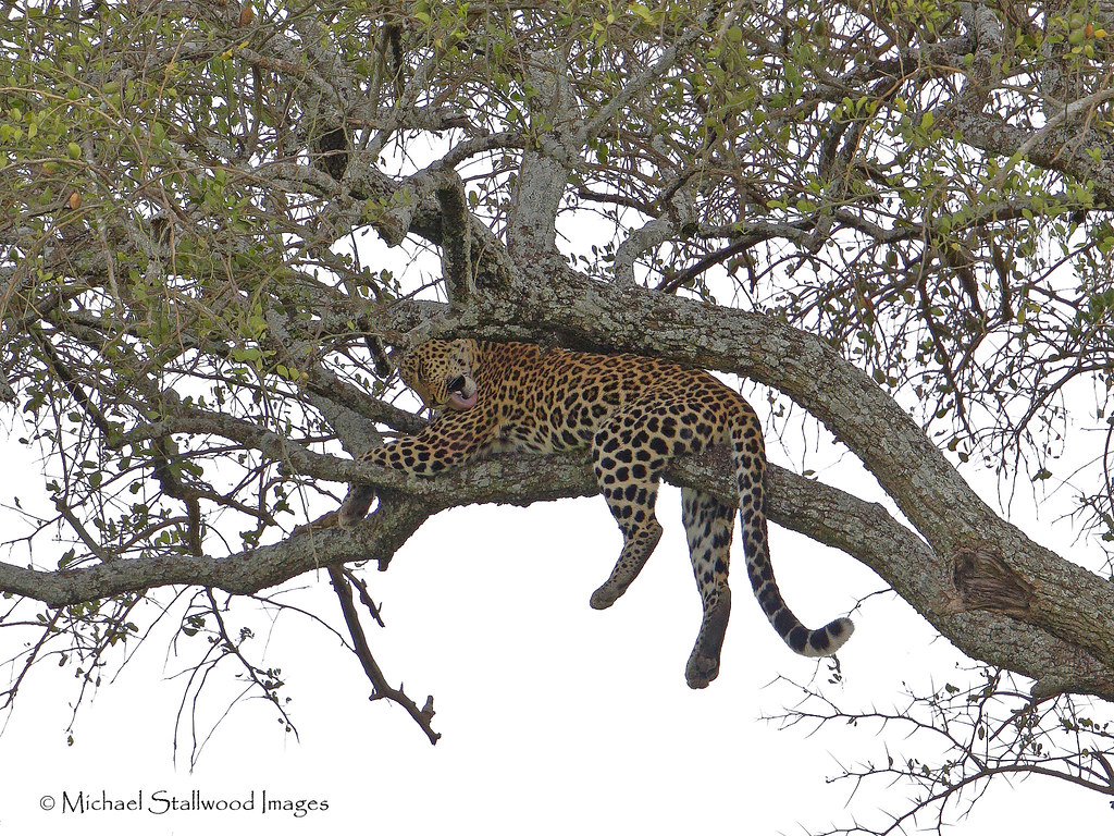 Exclusive Wilderness: 9-Day Luxury Safari