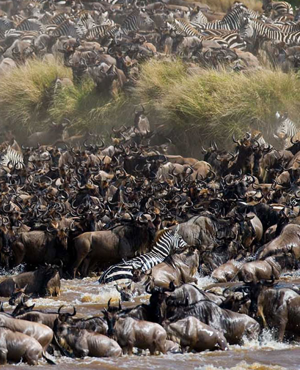 6 Days Great Migration Safari: Ndutu Special