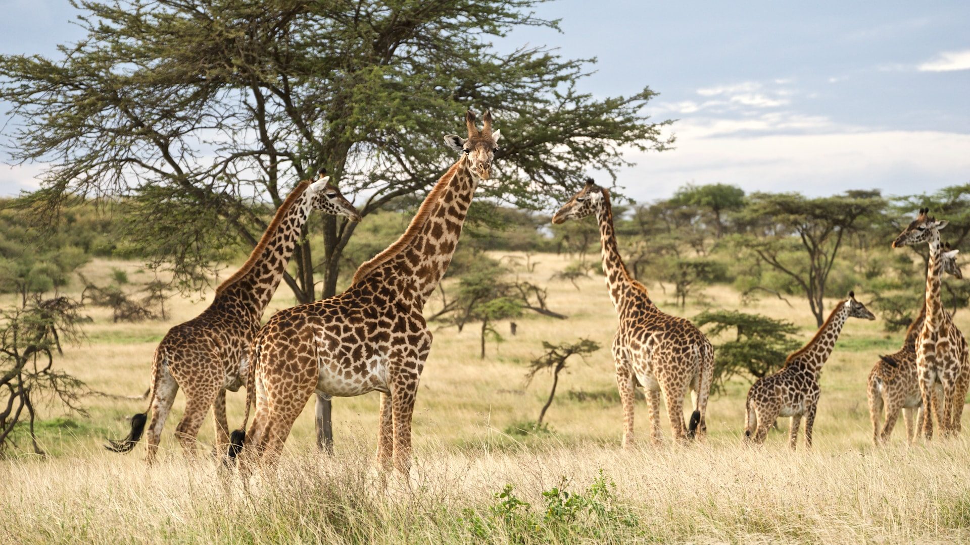 11 Days Tanzania Honeymoon Vacation