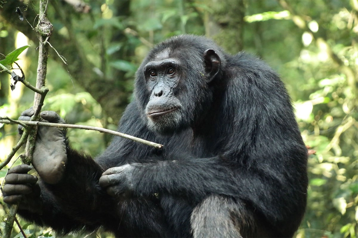 7 Days Best Tanzania Chimpanzee Trekking