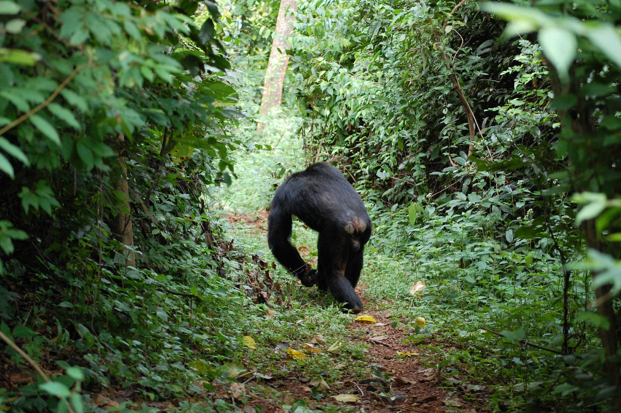 Gombe National Park