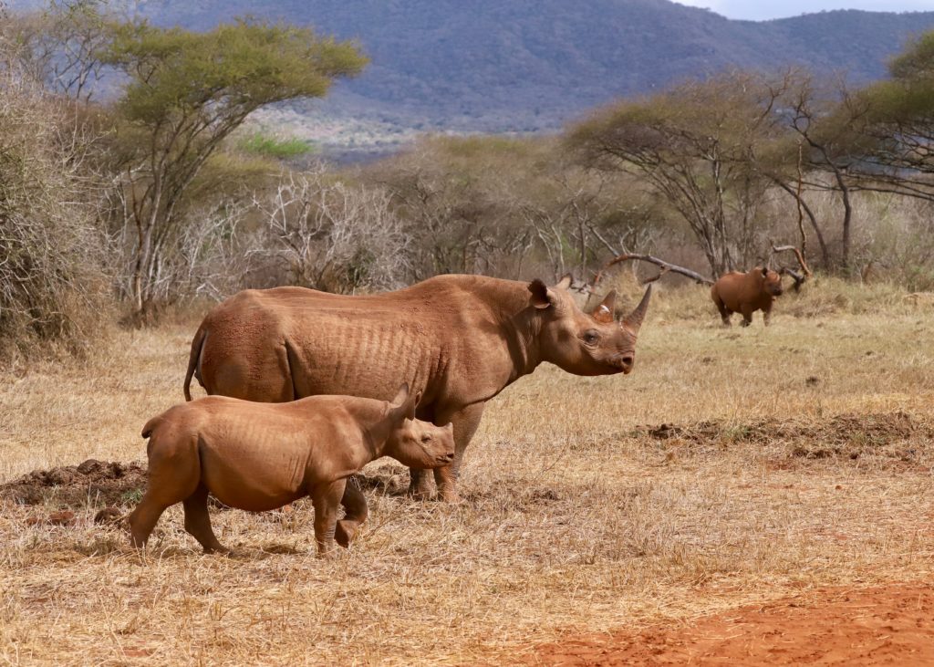 Mkomazi National Park