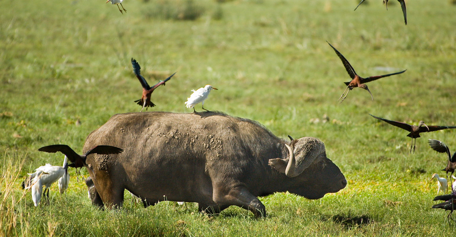 3 Days  Lake Manyara, Ngorongoro Crater and Tarangire