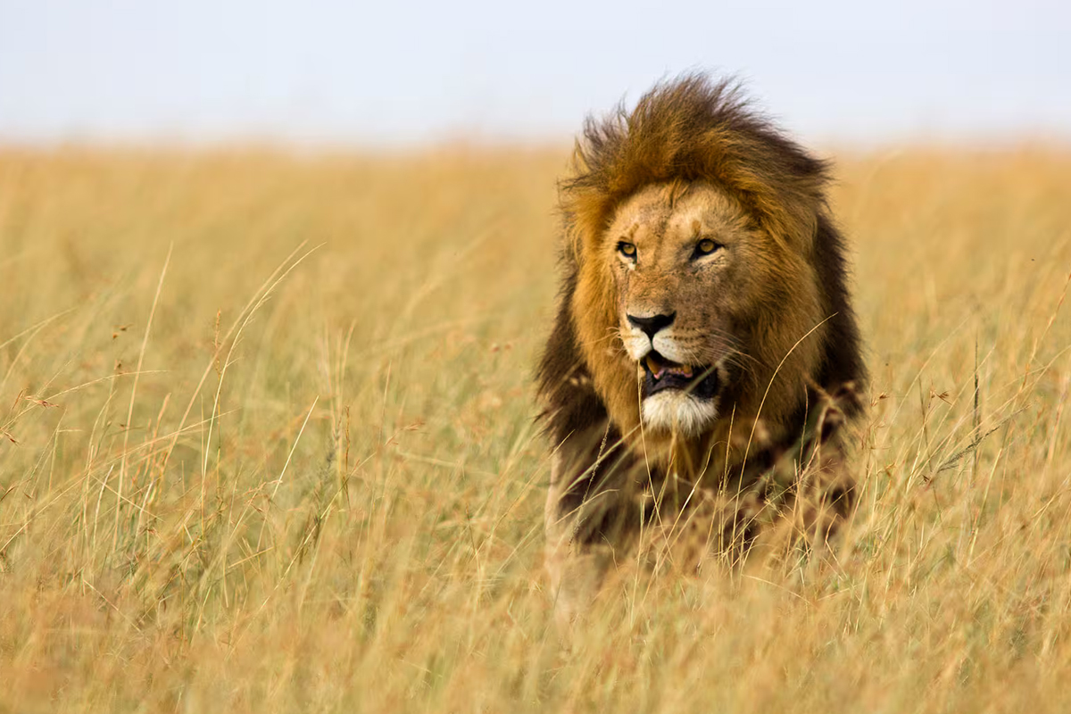 8 Days Northern Tanzania Safari