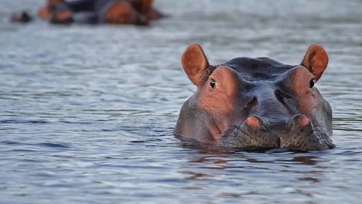 5 Days / 4 Nights Katavi National Park