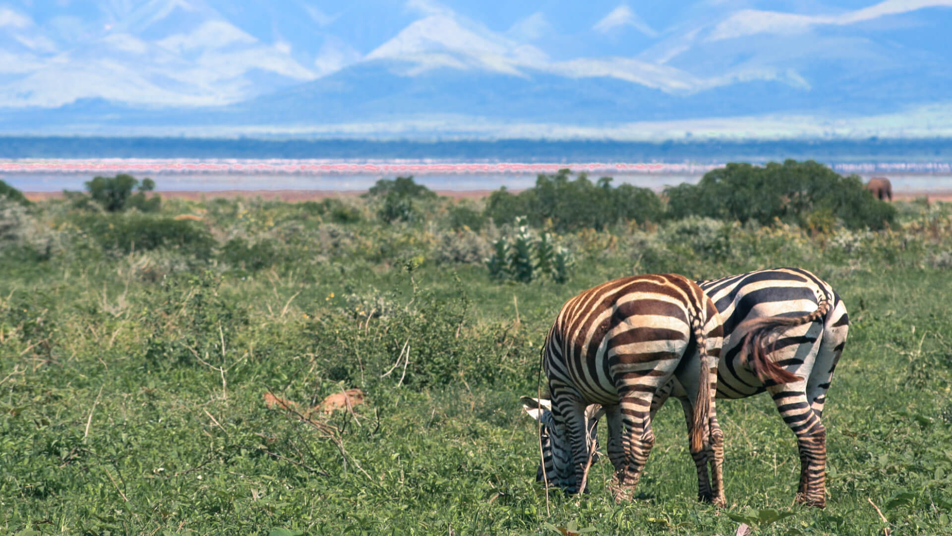 4 Days Northern Tanzania Safari