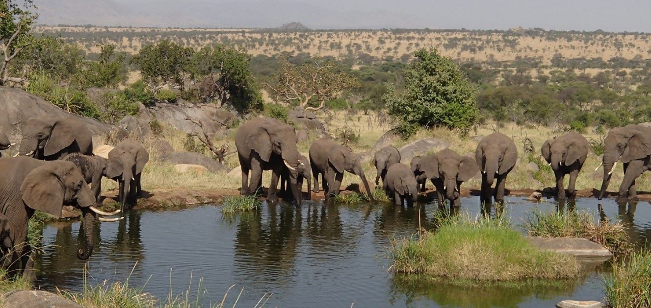 4 Days Northern Tanzania Safari