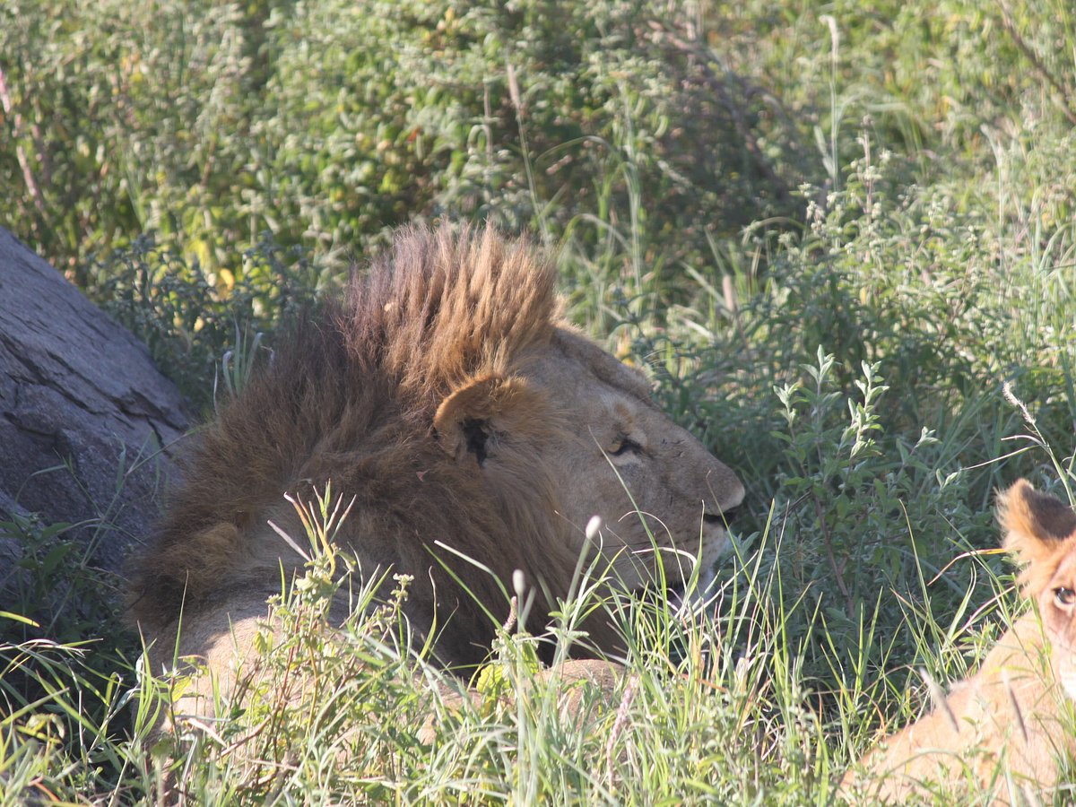 6 Days Northern Tanzania Safari