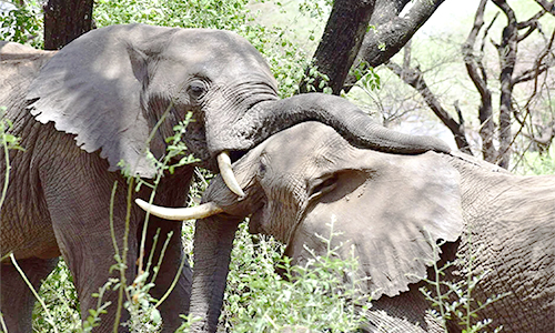 6 Days Northern Tanzania Safari