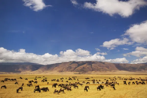 6 Days Tanzania Family Safari