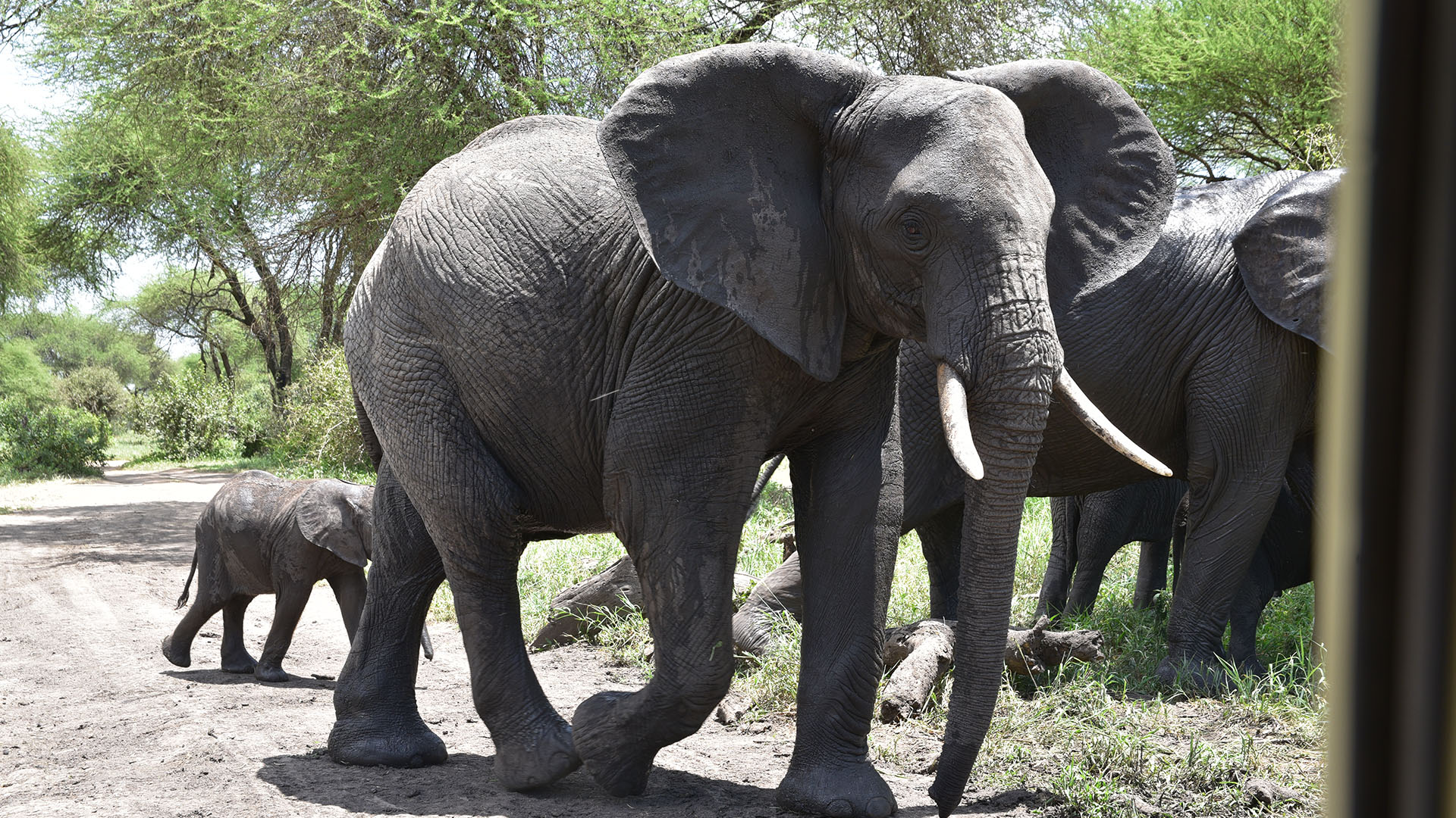 3 Days  Lake Manyara, Ngorongoro Crater and Tarangire
