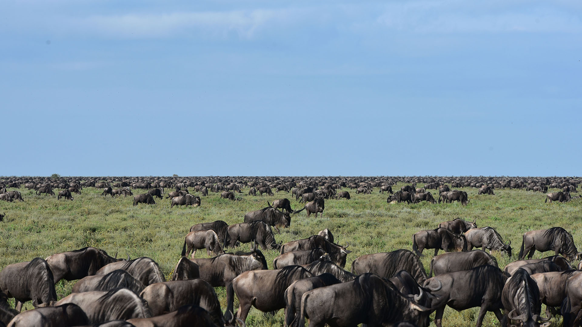 Serengeti