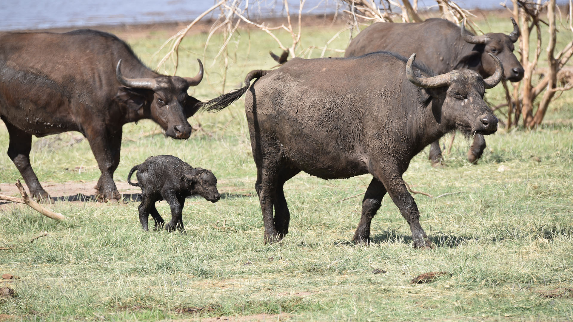 Mkomazi National Park