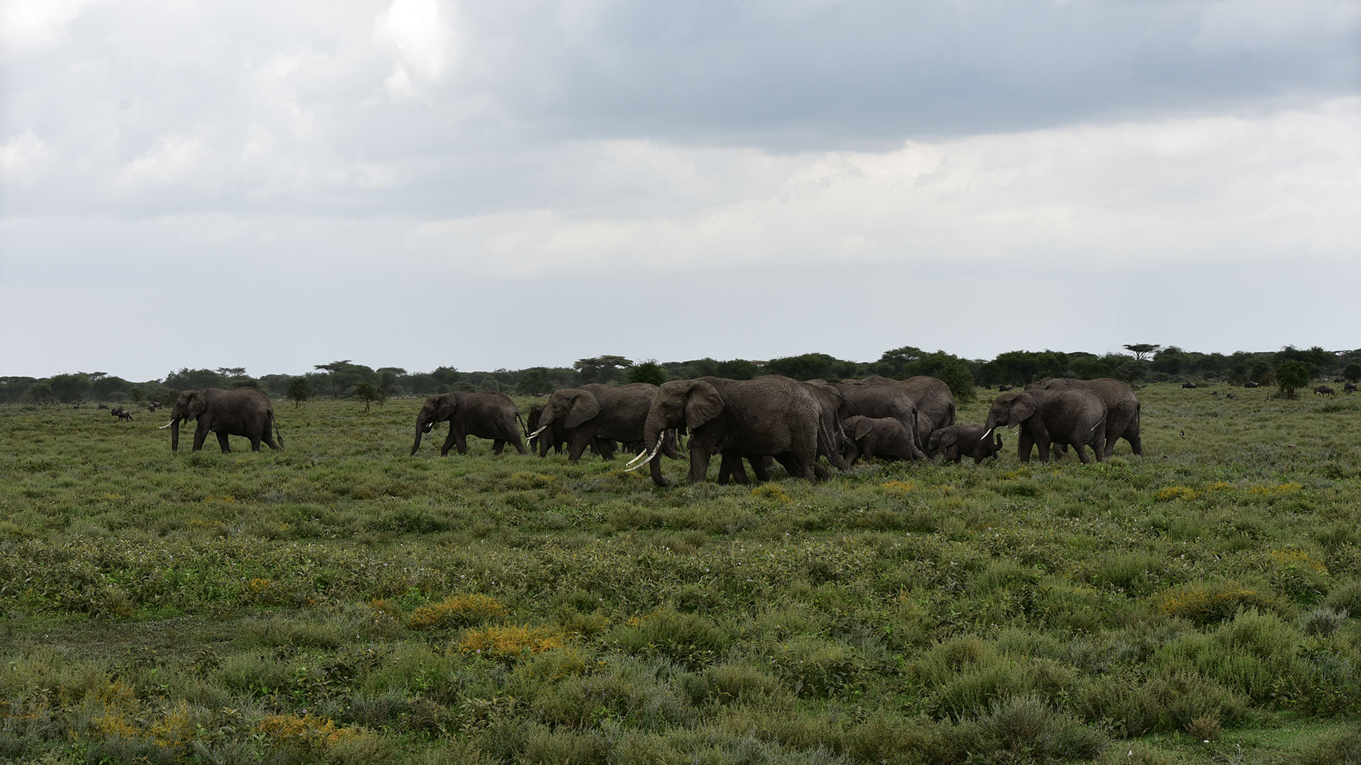 Exclusive Wilderness: 9-Day Luxury Safari