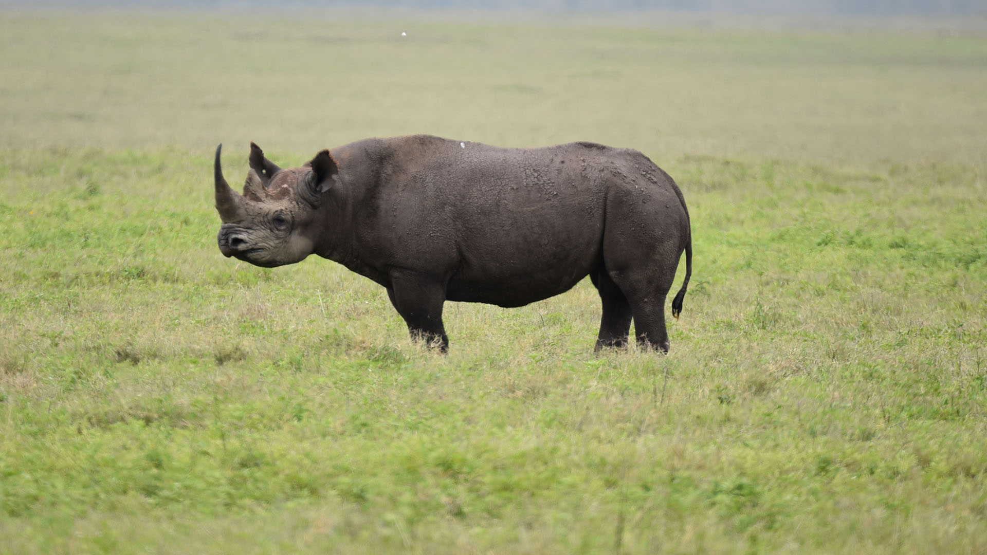 Serengeti & Beyond: The Best of Tanzania in 4 Days