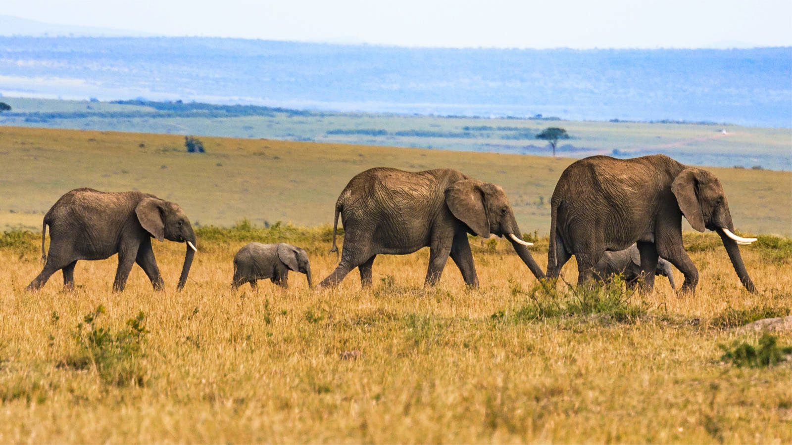 6 Days Tanzania Family Safari