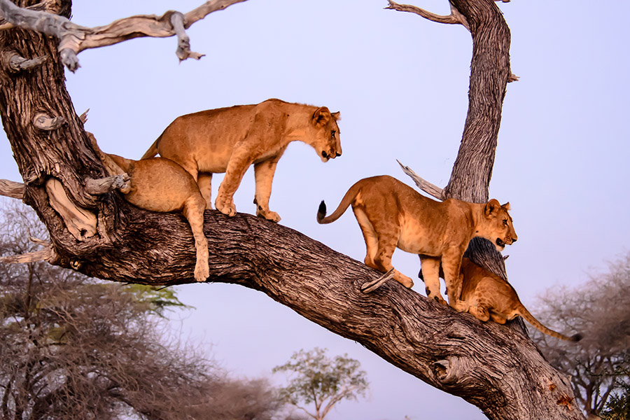Lake Manyara