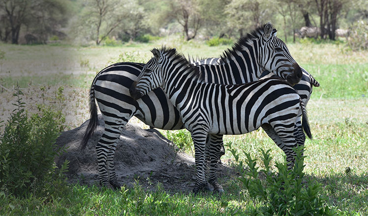 Arusha National Park