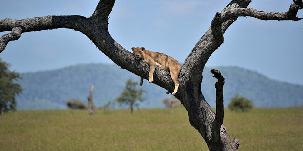 4 Days Northern Tanzania Safari