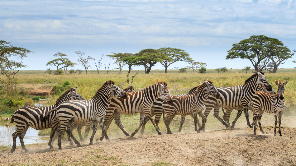 6 Days Northern Tanzania Safari