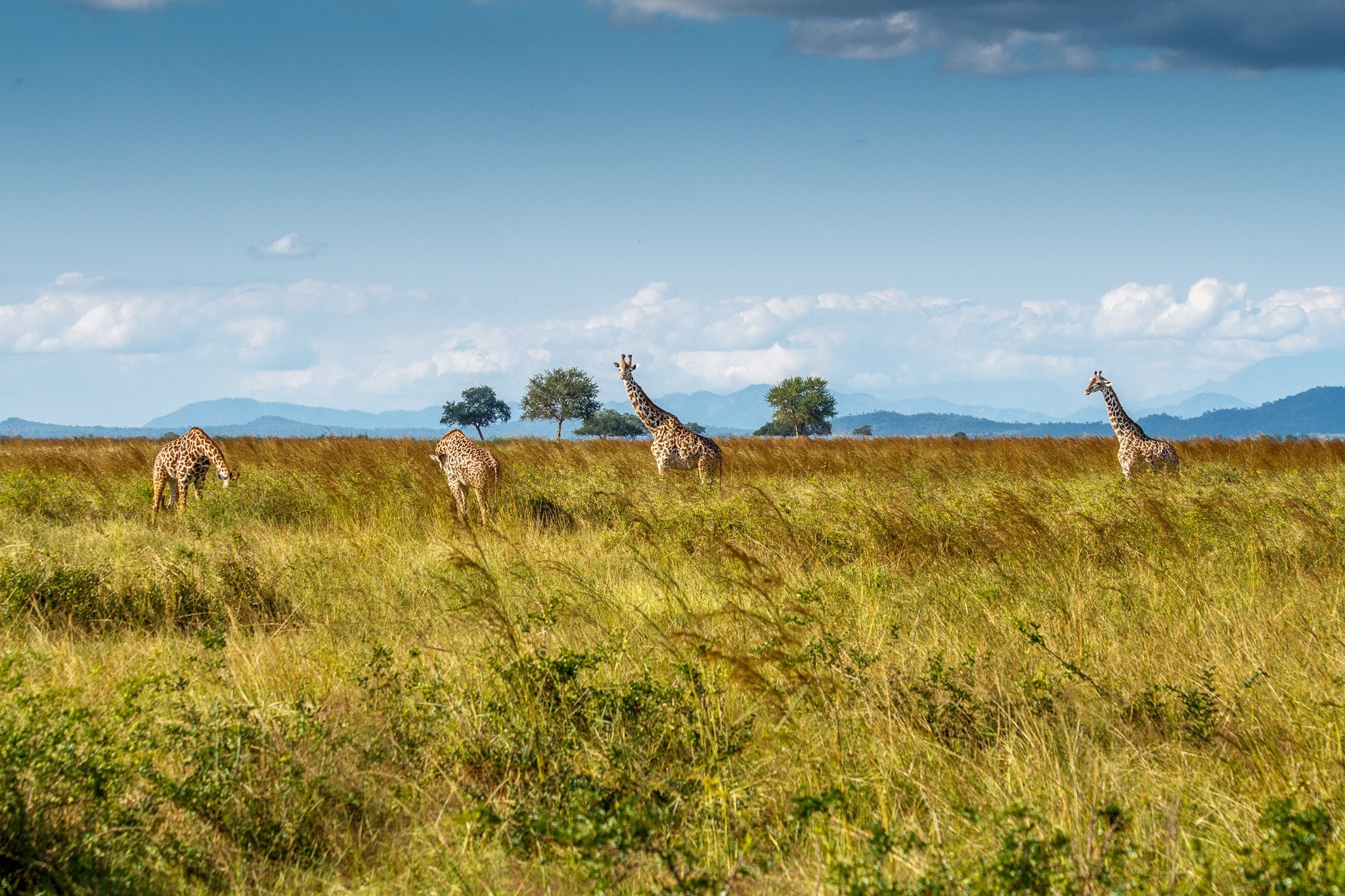 8 Days Tanzania Luxury Safari