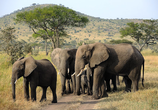 3 Days Fly-In Serengeti Safari