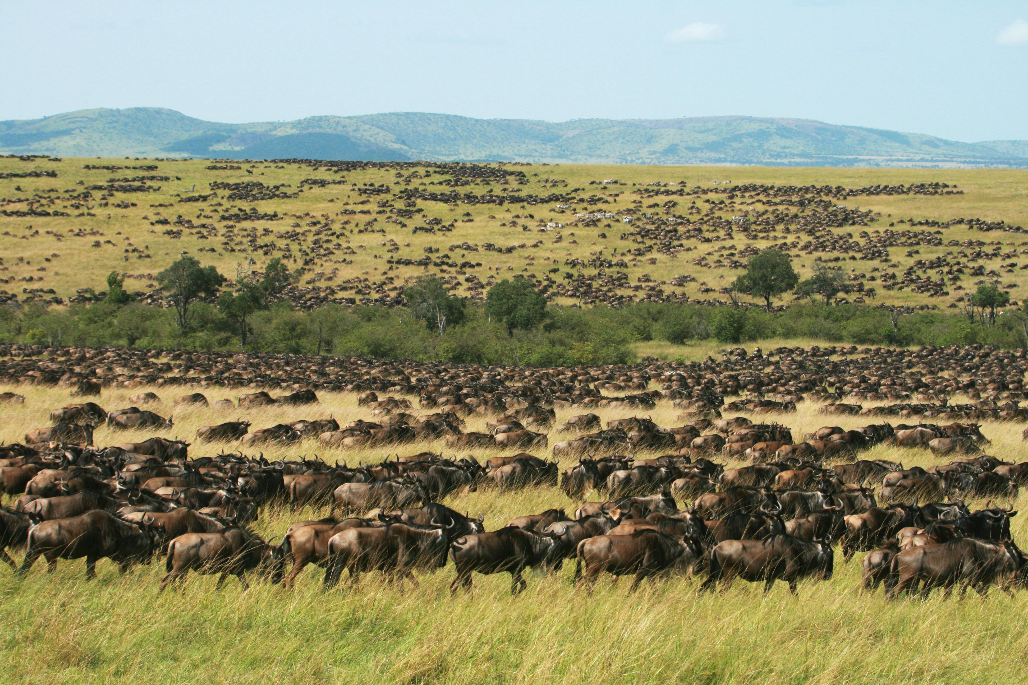 3 Nights Maasai Mara and 1 Night Nairobi