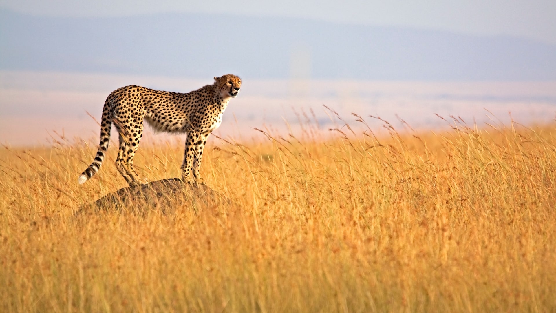 Exclusive Wilderness: 9-Day Luxury Safari