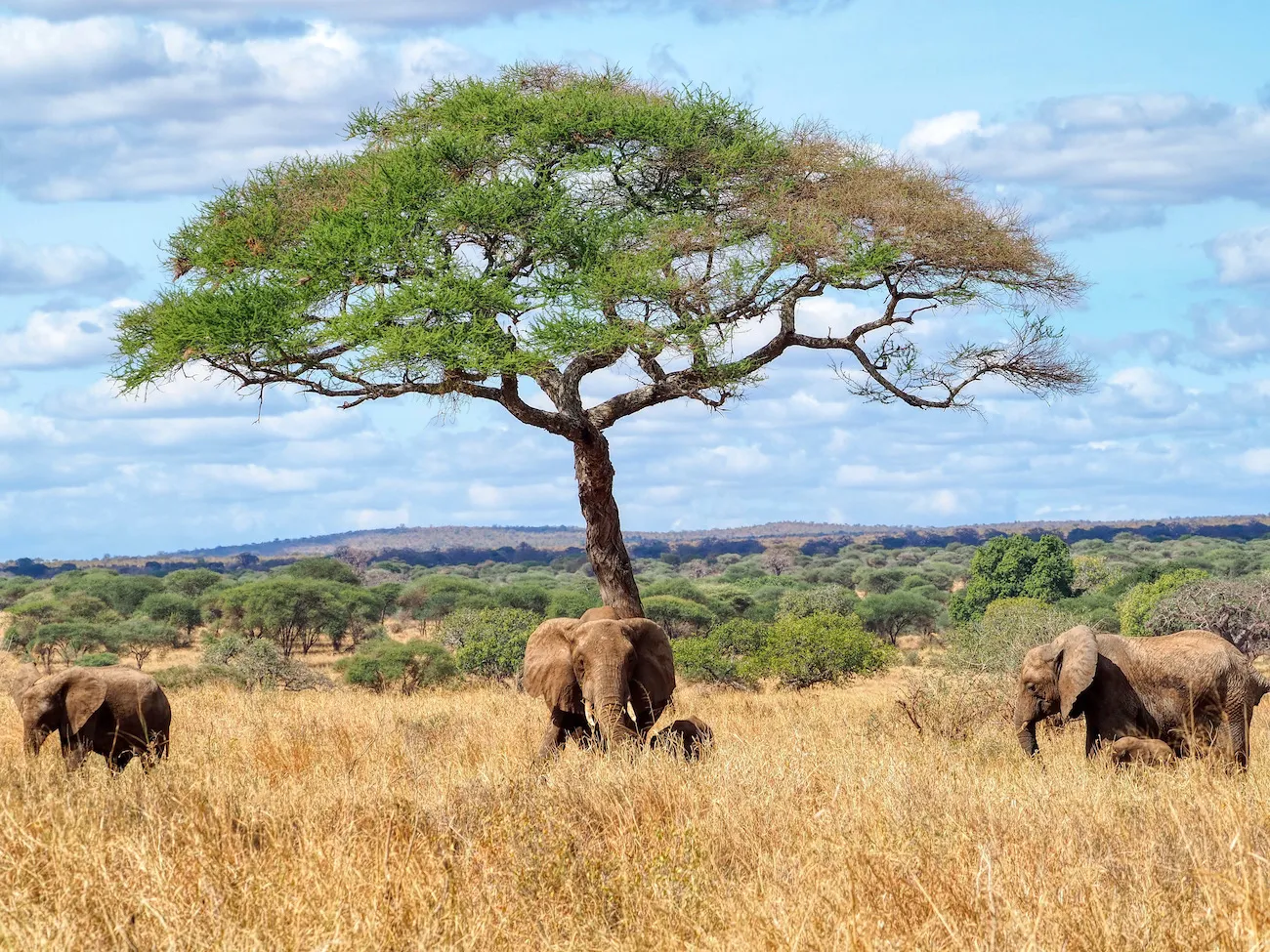 11 Days Tanzania Honeymoon Vacation