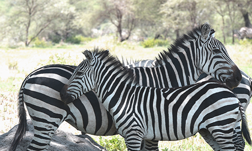 Exclusive Wilderness: 9-Day Luxury Safari