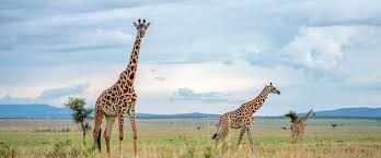 11 Days Tanzania Honeymoon Vacation