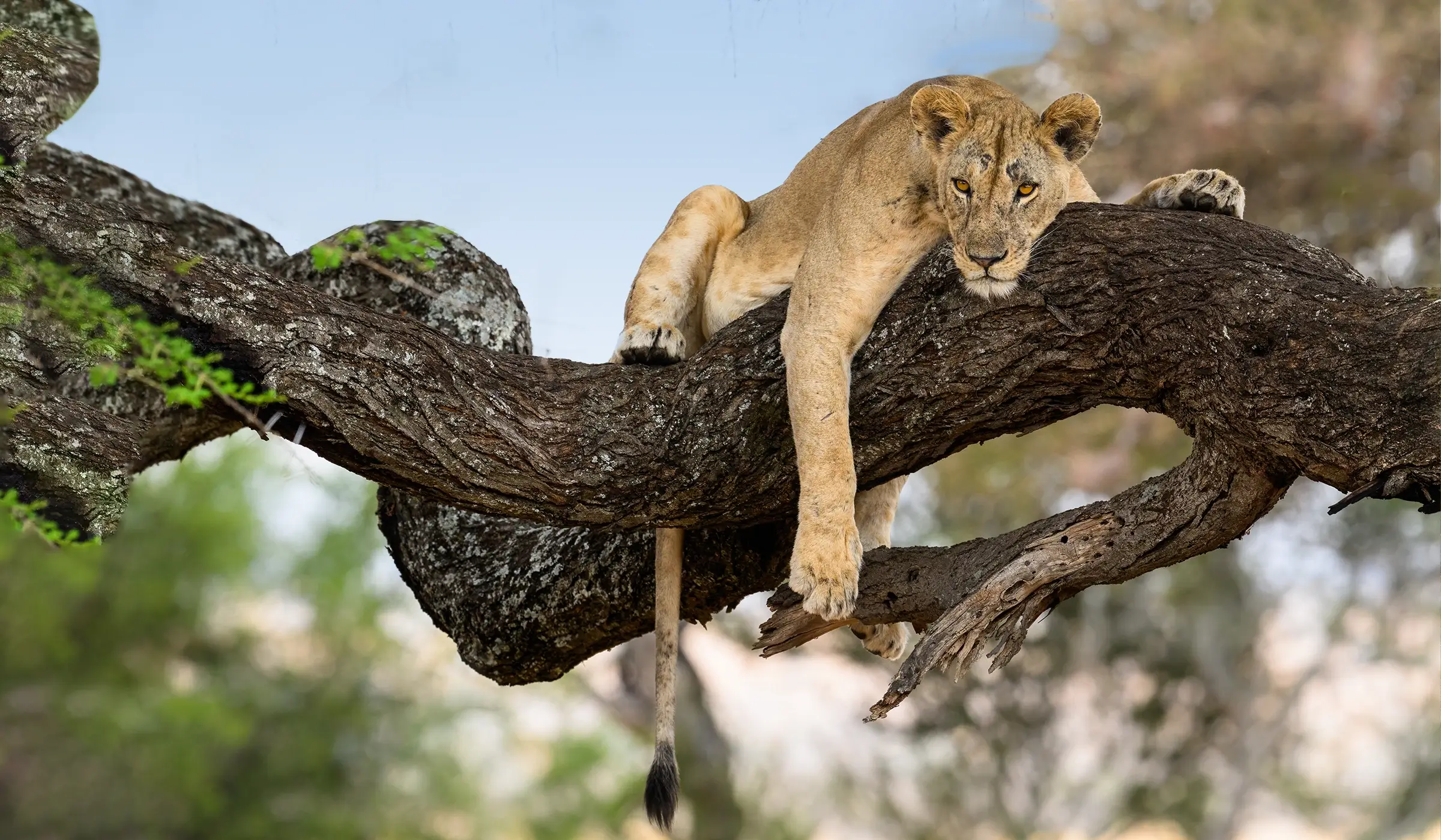 9 Days Ultimate Tanzania Family Safari