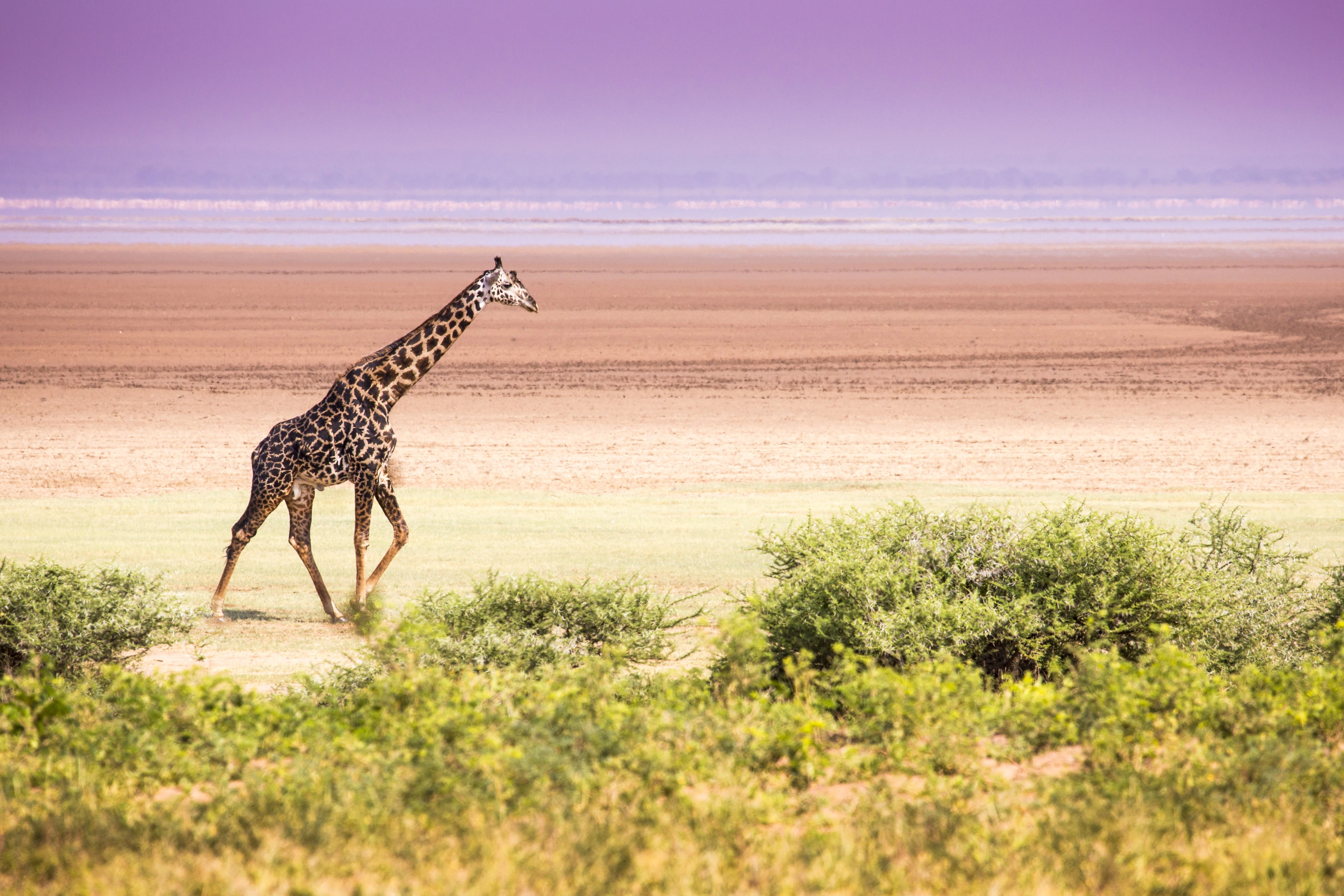 5 Days Serengeti Luxury Safari