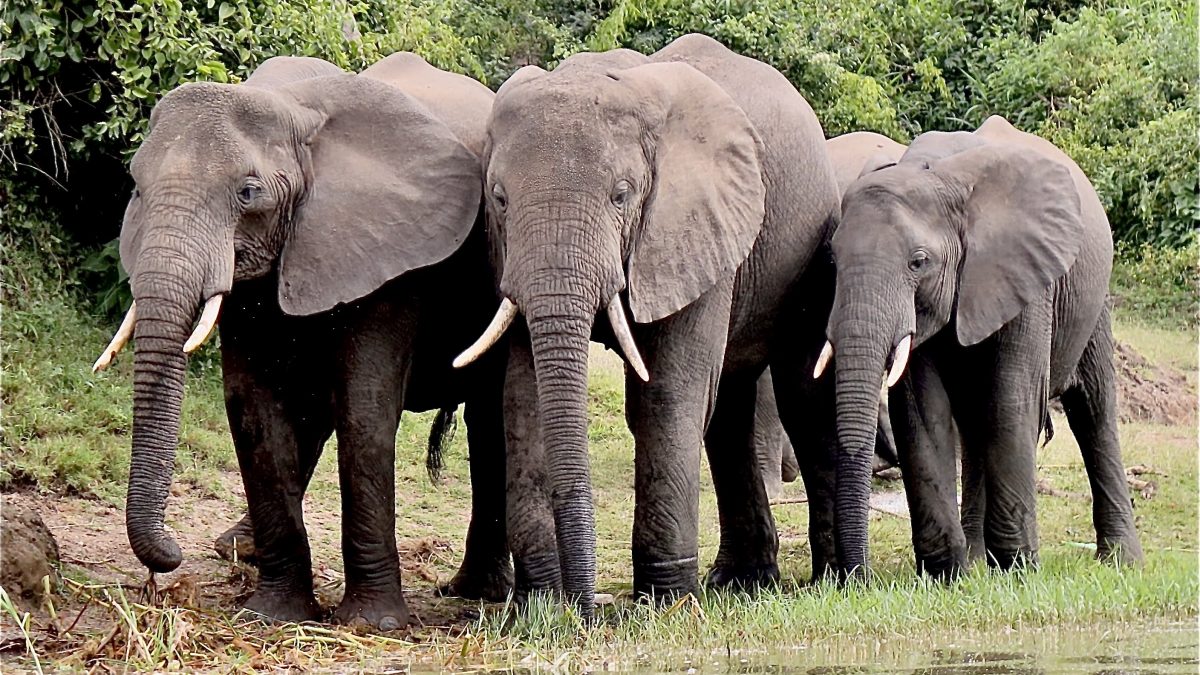 8 Days Tanzania Luxury Safari