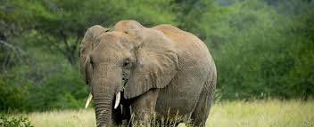 6 Days Northern Tanzania Safari