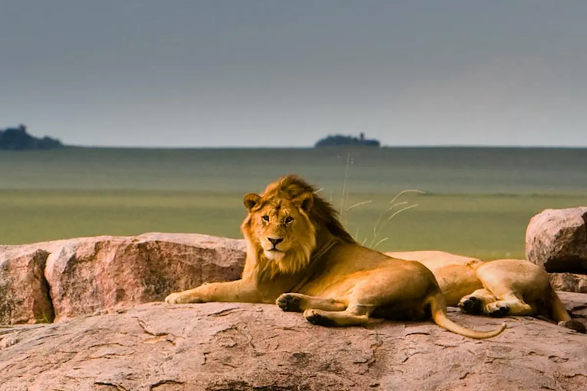 8 Days Northern Tanzania Safari