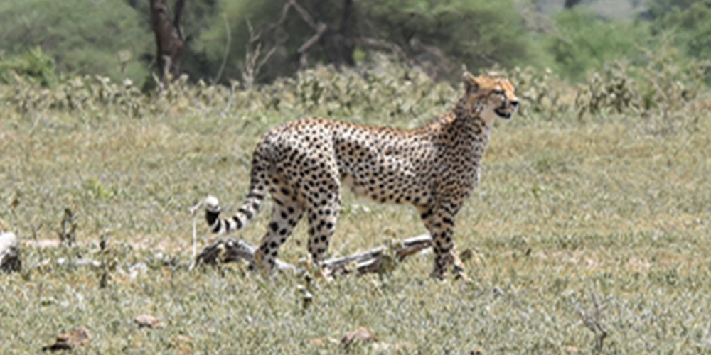 4 Days Northern Tanzania Safari
