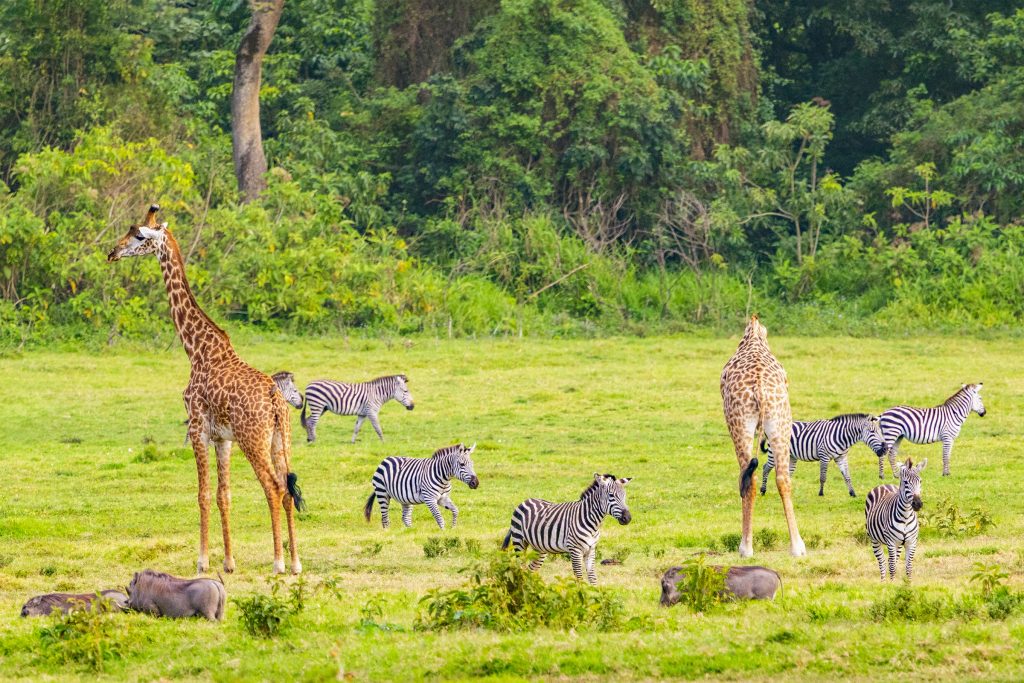 Masai-giraffes-plains-zebras-and-warthogs-in-Arusha-National-Park-Tanzania-1
